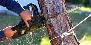 Best Utility Line Clearance  in Cutchogue, NY