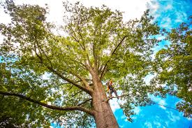 Best Fruit Tree Pruning  in Cutchogue, NY